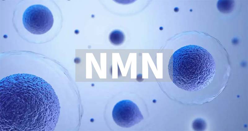 NMN-1 NMN-1